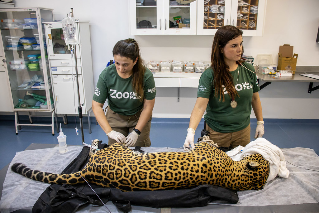 On�a-pintada do Simba Safari doa sangue em procedimento in�dito no Brasil